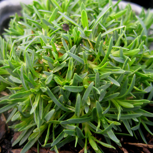 Dianthus subacaulis